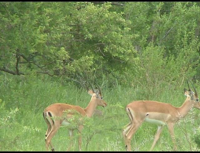 2,000HA FARM FOR SALE IN ESTCOURT RURAL